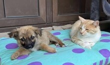 MINNIE, Hund, Mischlingshund in Rumänien - Bild 9