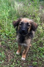 KATLA, Hund, Mischlingshund in Rumänien - Bild 1