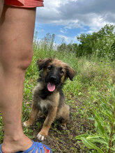 KATLA, Hund, Mischlingshund in Rumänien - Bild 3