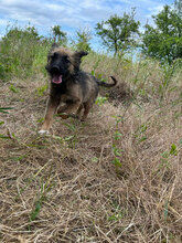 KATLA, Hund, Mischlingshund in Rumänien - Bild 4