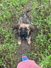 KATLA, Hund, Mischlingshund in Rumänien - Bild 5