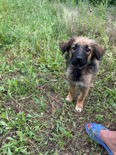 KATLA, Hund, Mischlingshund in Rumänien - Bild 6