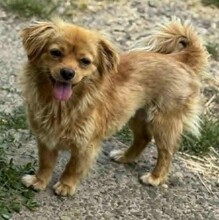 BETTY, Hund, Mischlingshund in Rumänien - Bild 1