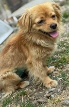 BETTY, Hund, Mischlingshund in Rumänien - Bild 2
