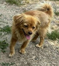 BETTY, Hund, Mischlingshund in Rumänien - Bild 3