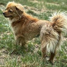 BETTY, Hund, Mischlingshund in Rumänien - Bild 6