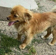 BETTY, Hund, Mischlingshund in Rumänien - Bild 7