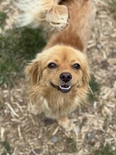 BETTY, Hund, Mischlingshund in Rumänien - Bild 9
