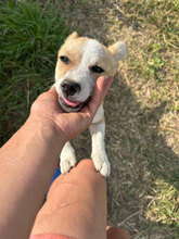 SELMA, Hund, Mischlingshund in Rumänien - Bild 2