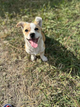 SELMA, Hund, Mischlingshund in Rumänien - Bild 3
