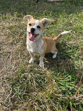 SELMA, Hund, Mischlingshund in Rumänien - Bild 4