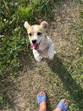 SELMA, Hund, Mischlingshund in Rumänien - Bild 5
