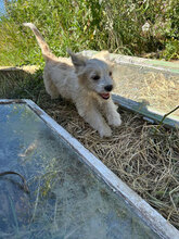ALMA, Hund, Mischlingshund in Rumänien - Bild 2