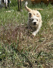ALMA, Hund, Mischlingshund in Rumänien - Bild 3