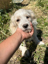 ALMA, Hund, Mischlingshund in Rumänien - Bild 5