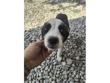 KODA, Hund, Mischlingshund in Rumänien - Bild 2