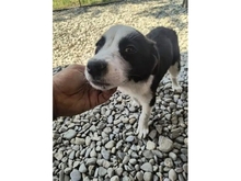 KODA, Hund, Mischlingshund in Rumänien - Bild 3