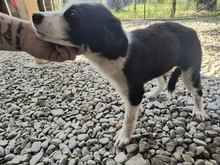 KODA, Hund, Mischlingshund in Rumänien - Bild 4