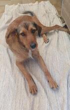 MANILA, Hund, Mischlingshund in Spanien - Bild 1