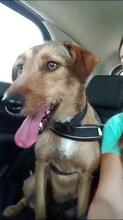 MANILA, Hund, Mischlingshund in Spanien - Bild 2