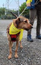 MANILA, Hund, Mischlingshund in Spanien - Bild 3