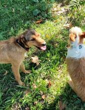 MANILA, Hund, Mischlingshund in Spanien - Bild 4