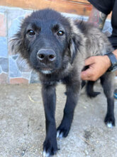 MAY, Hund, Mischlingshund in Rumänien - Bild 1