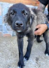 MAY, Hund, Mischlingshund in Rumänien - Bild 4