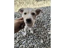 SAMU, Hund, Mischlingshund in Rumänien - Bild 1