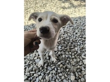 SAMU, Hund, Mischlingshund in Rumänien - Bild 2