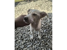 SAMU, Hund, Mischlingshund in Rumänien - Bild 3