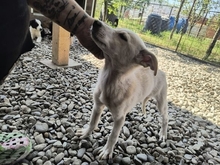 SAMU, Hund, Mischlingshund in Rumänien - Bild 4