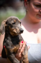 HAYATE, Hund, Dackel-Mix in Ungarn