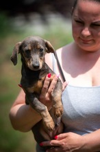 HAYATE, Hund, Dackel-Mix in Ungarn - Bild 2