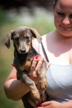 HAYATE, Hund, Dackel-Mix in Ungarn - Bild 3
