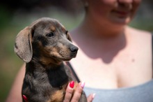 HAYATE, Hund, Dackel-Mix in Ungarn - Bild 4