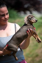 HAYATE, Hund, Dackel-Mix in Ungarn - Bild 5