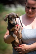 HAYATE, Hund, Dackel-Mix in Ungarn - Bild 6