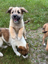 ISRA, Hund, Mischlingshund in Rumänien - Bild 1