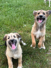 ISRA, Hund, Mischlingshund in Rumänien - Bild 2