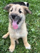 ISRA, Hund, Mischlingshund in Rumänien - Bild 3
