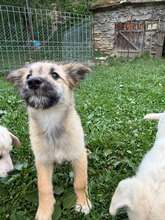ISRA, Hund, Mischlingshund in Rumänien - Bild 4