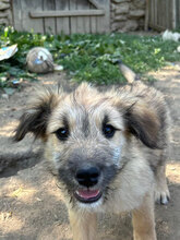 ISRA, Hund, Mischlingshund in Rumänien - Bild 5