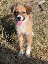 APRIL, Hund, Mischlingshund in Rumänien - Bild 1