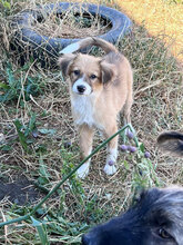 APRIL, Hund, Mischlingshund in Rumänien - Bild 2