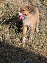APRIL, Hund, Mischlingshund in Rumänien - Bild 4