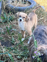 APRIL, Hund, Mischlingshund in Rumänien - Bild 5