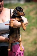 HIROKI, Hund, Dackel-Mix in Ungarn - Bild 2