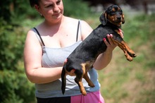HIROKI, Hund, Dackel-Mix in Ungarn - Bild 3