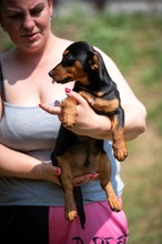 HIROKI, Hund, Dackel-Mix in Ungarn - Bild 4